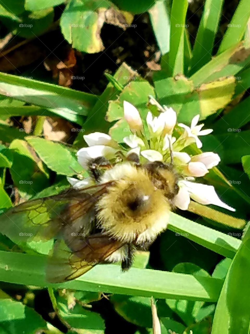 Bee