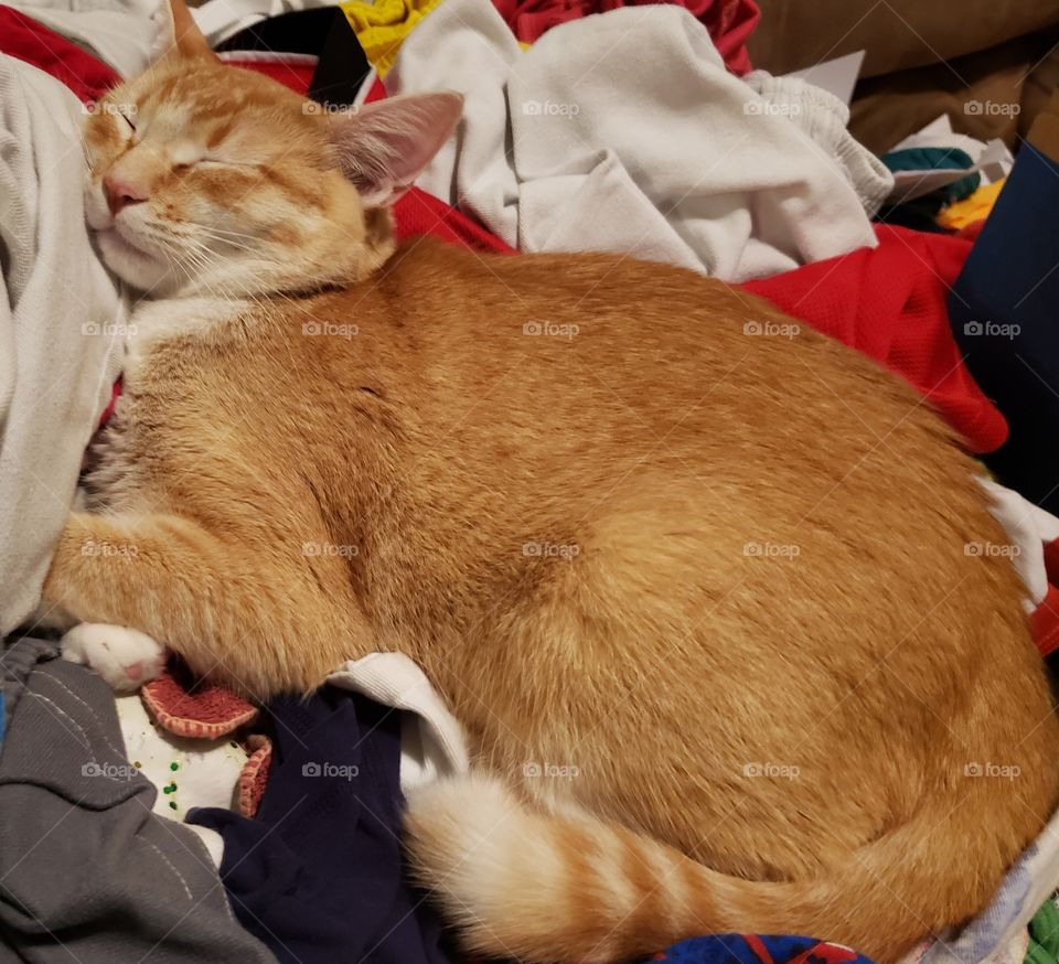 young cat or kitten sleeping in laundry pile