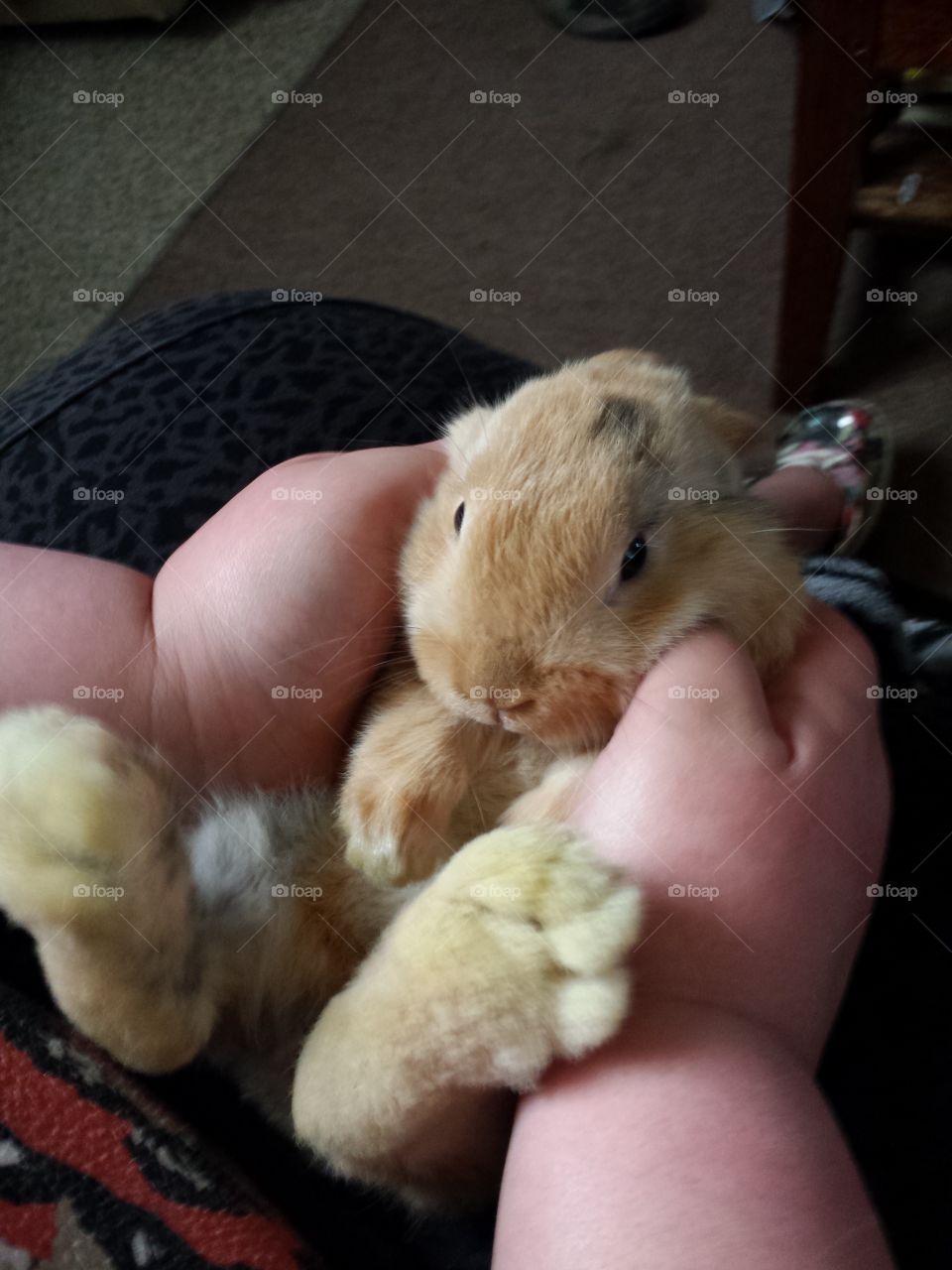 rabbit feet. Baby bunny loves attention and I had to catch the moment