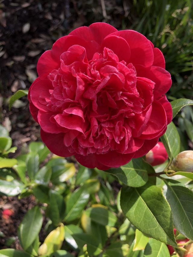A wonderfully lovely site for winter, with this eye catching red bloom of magic and splendor.