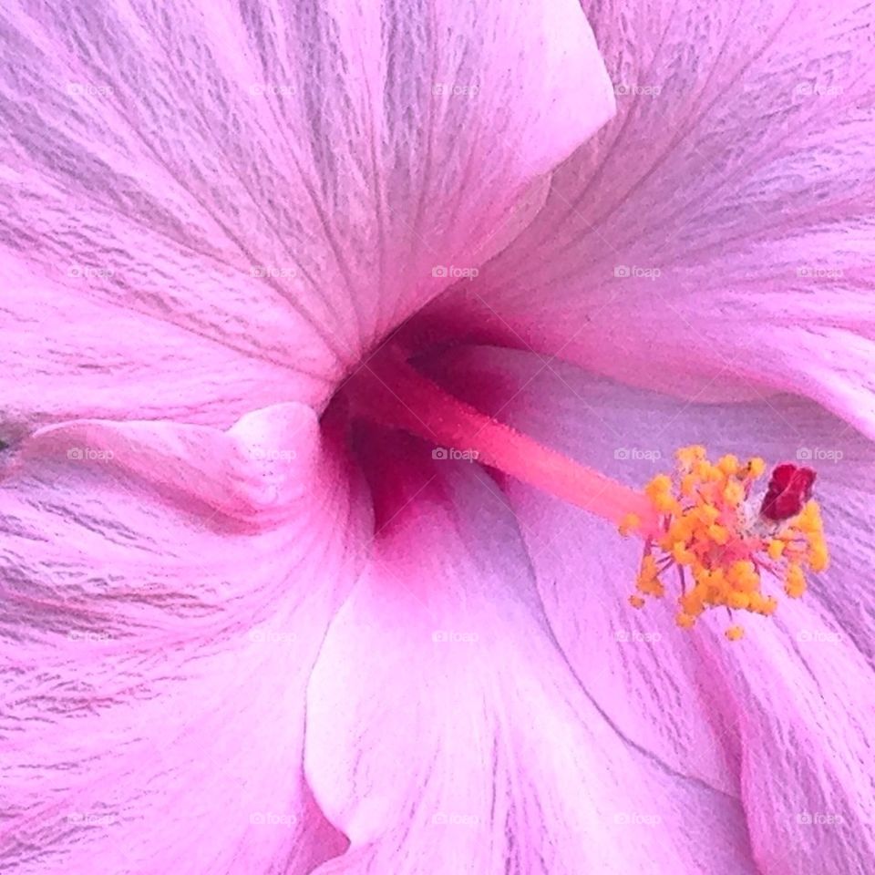 Pink Hibiscus 