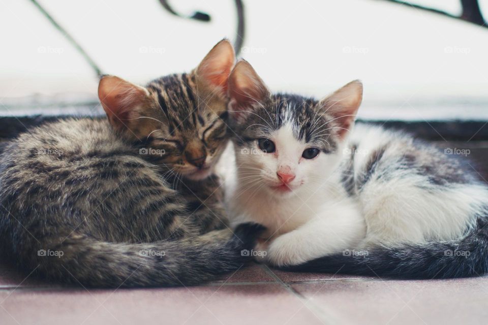 loving kitten as siblings