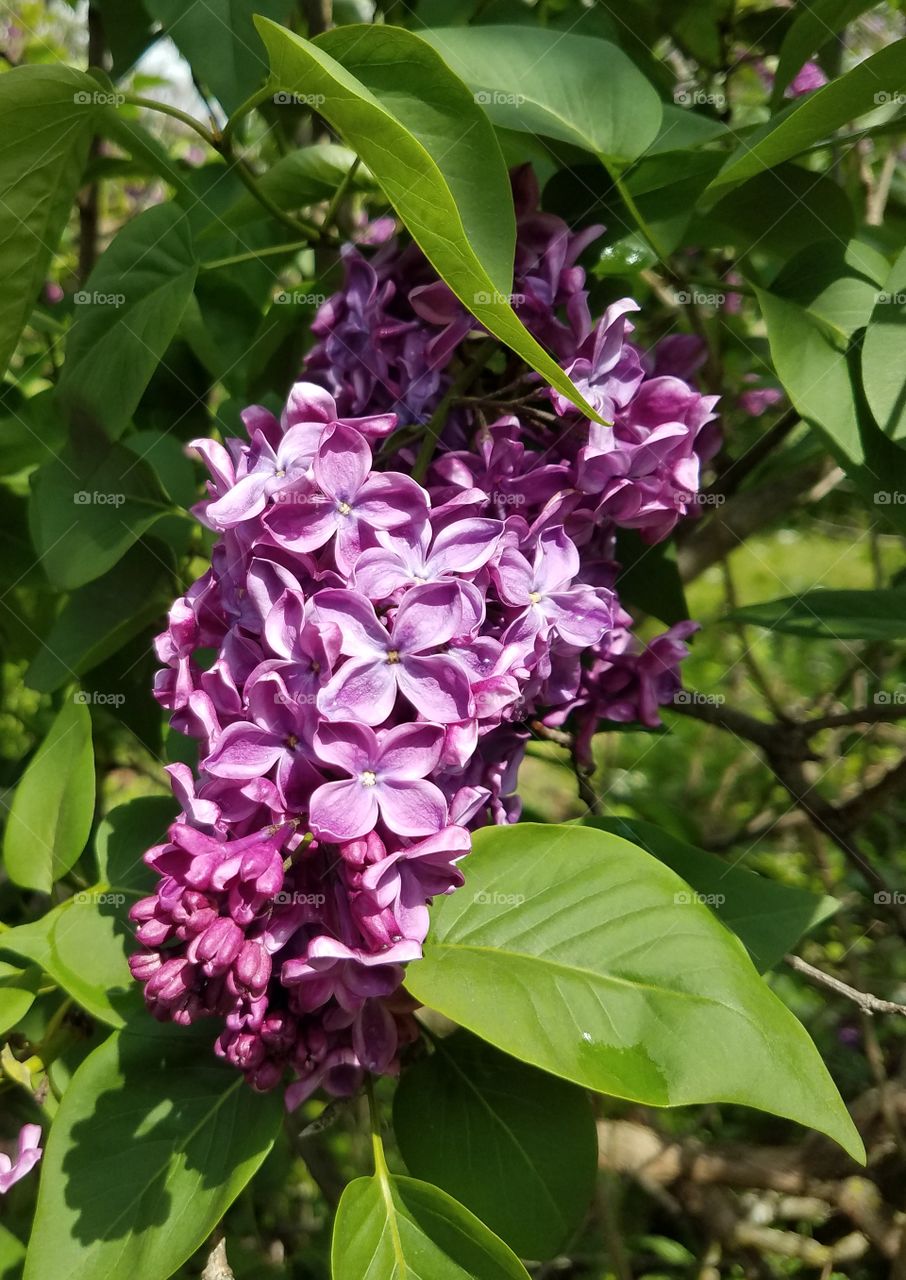 lilac flowers