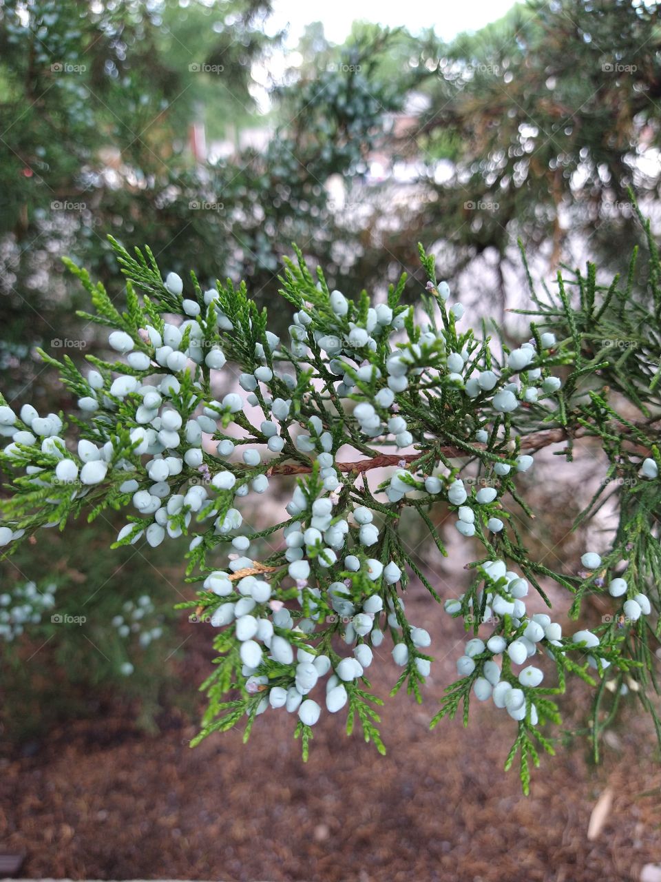 Juniper species