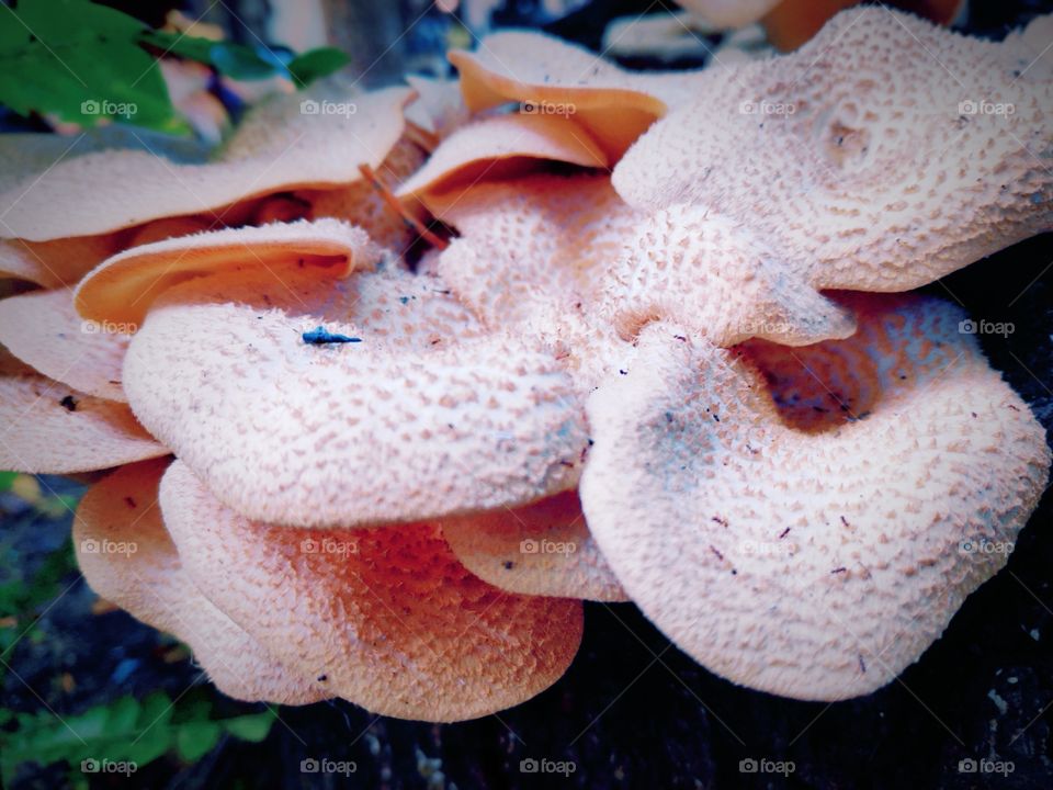 Mushroom on a wood stock