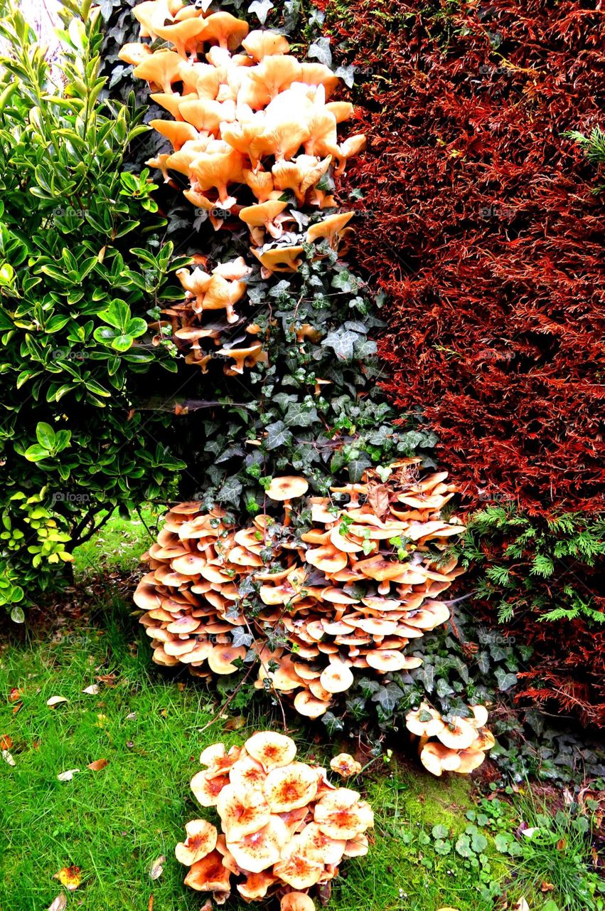 Incredible fungi