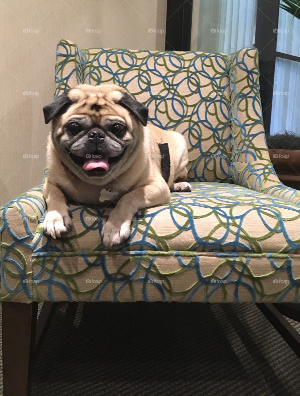 Happy pug on vacay 