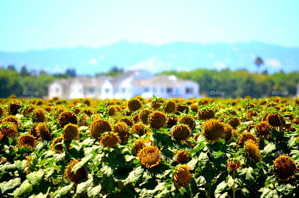 Sunflower Fields 🌻