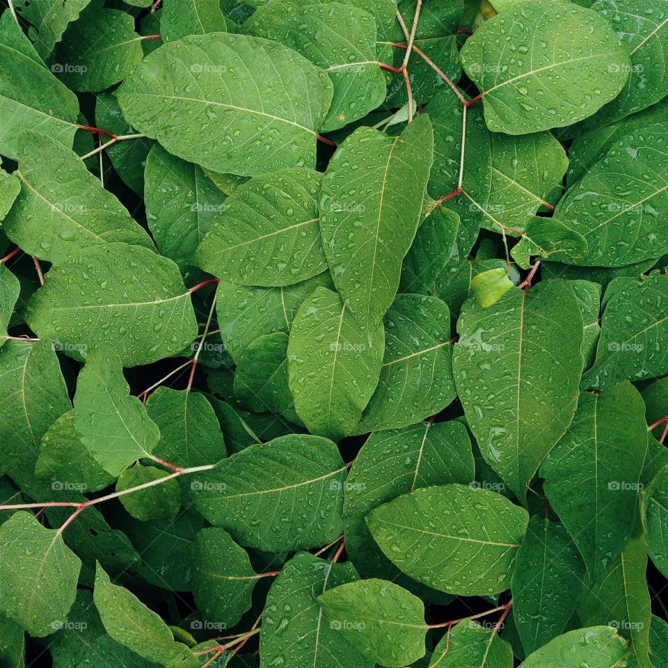 Texture of green leaves