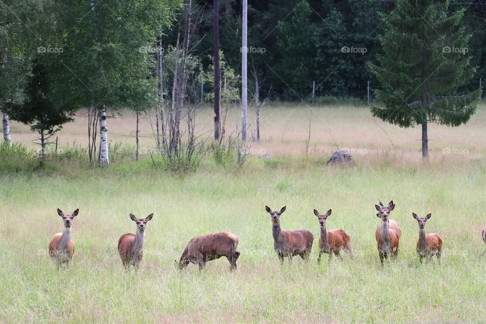 deer females in the deer farm