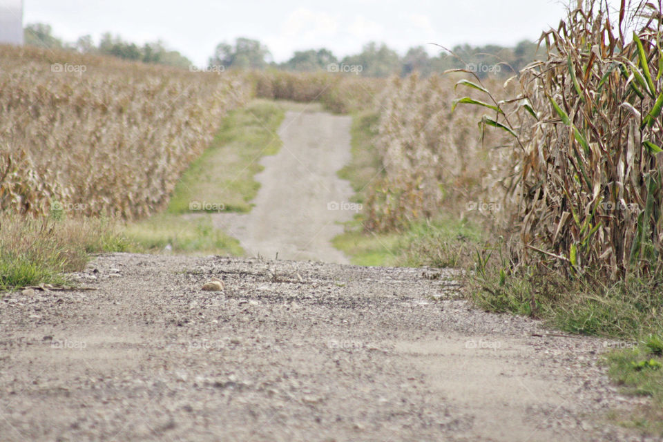 Harvesting crops in fall