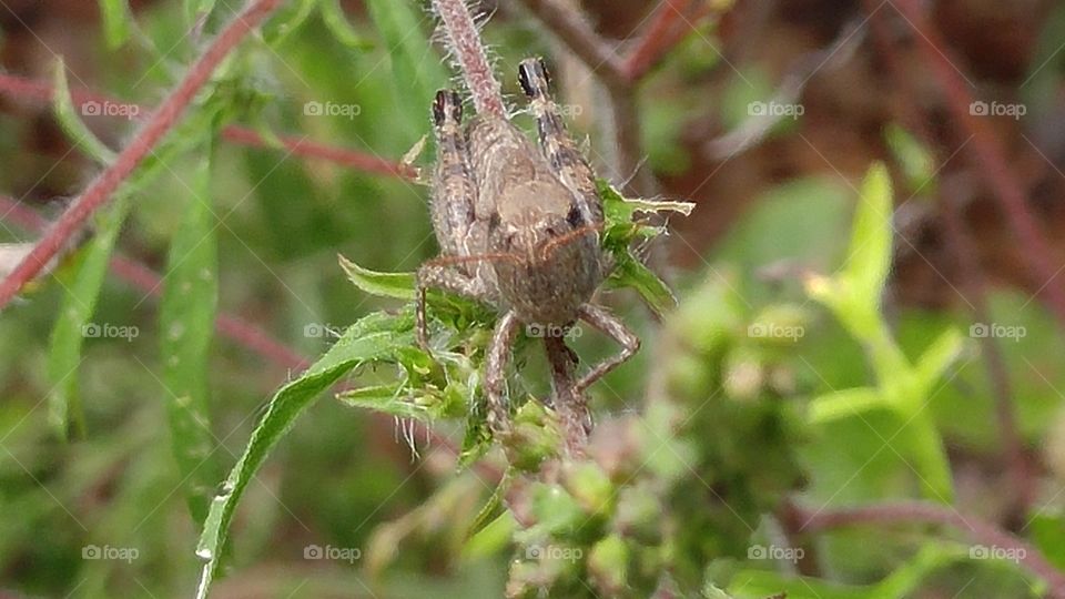 Common Grasshopper 2