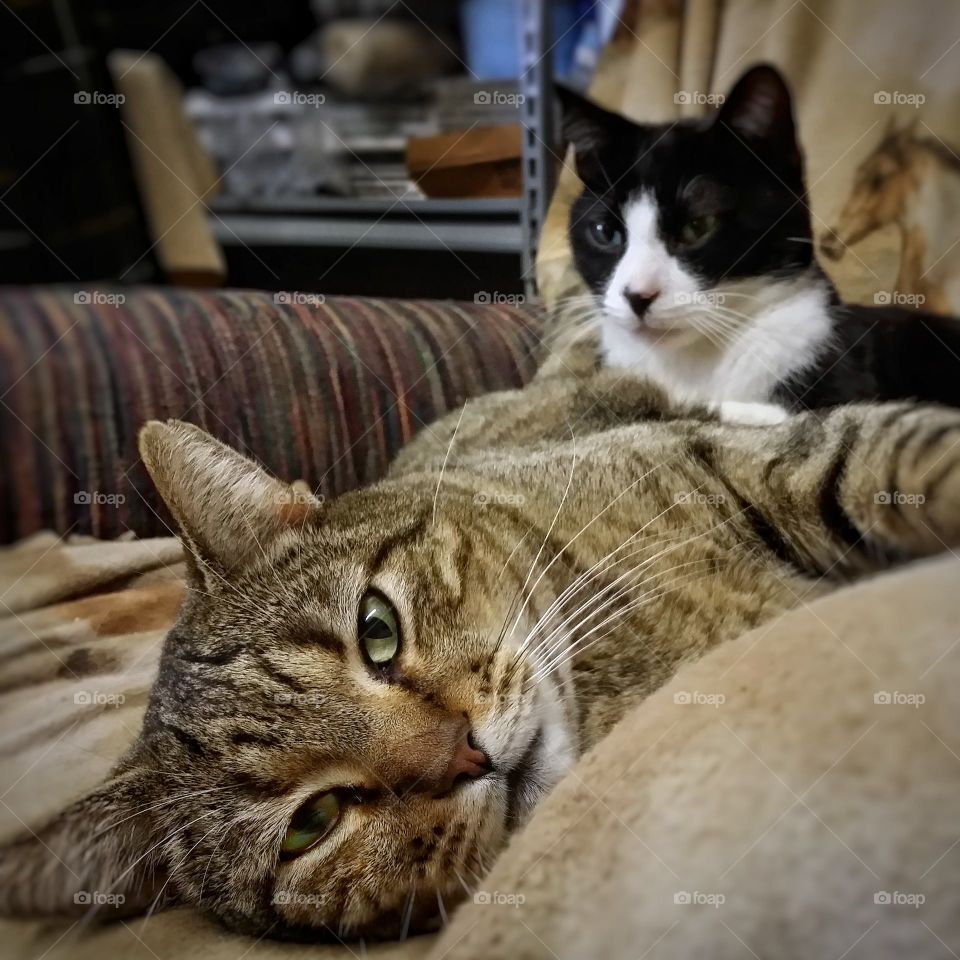 Two Cats Relaxing in a Chair