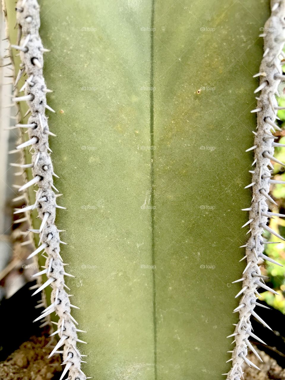 Cactuse