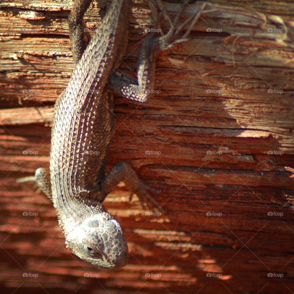 fence lizard