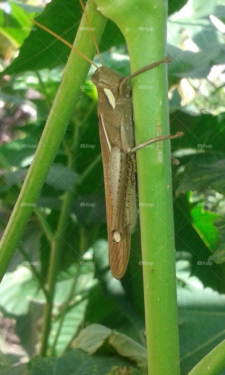 Grasshopper