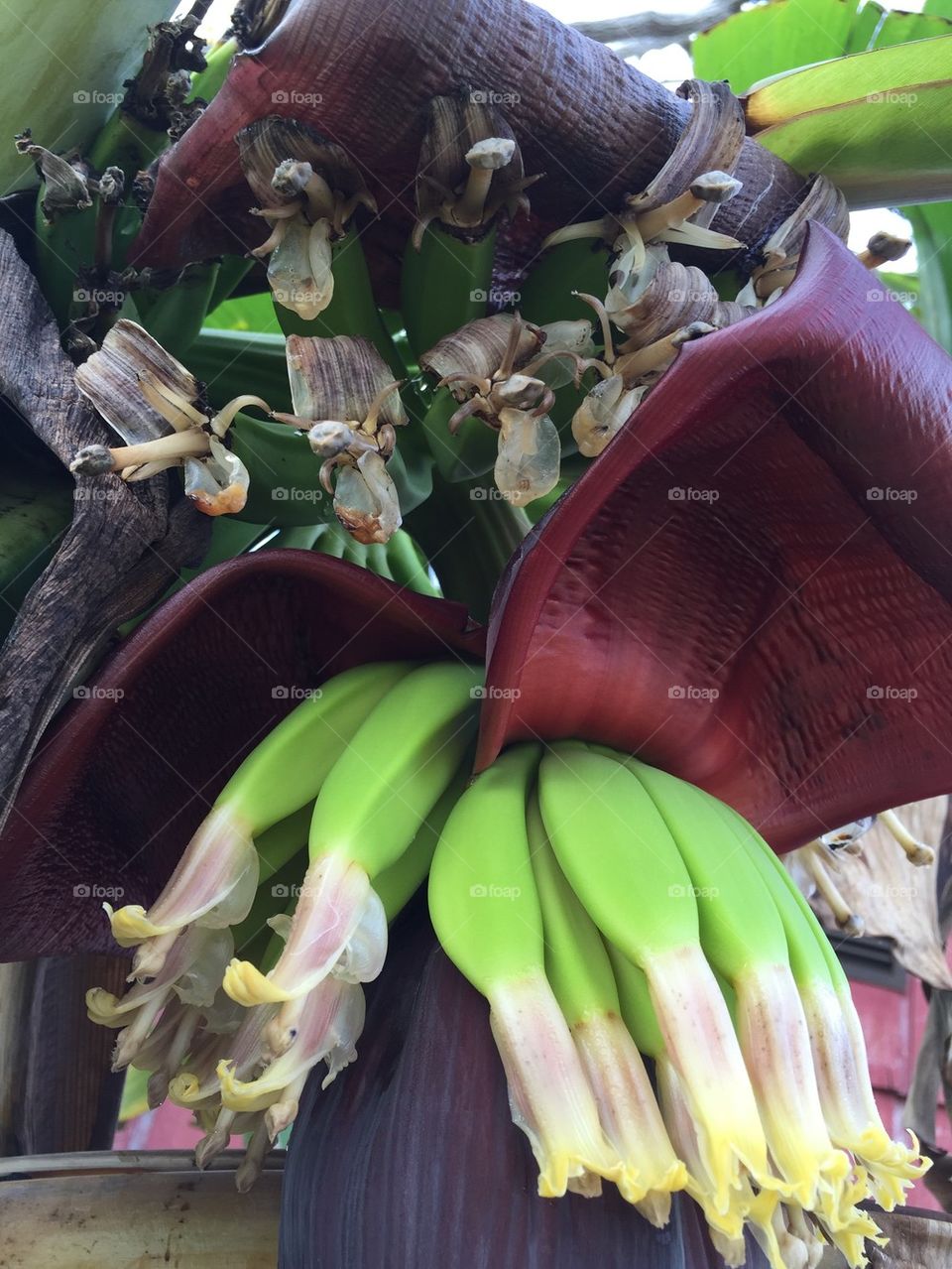 Banana tree