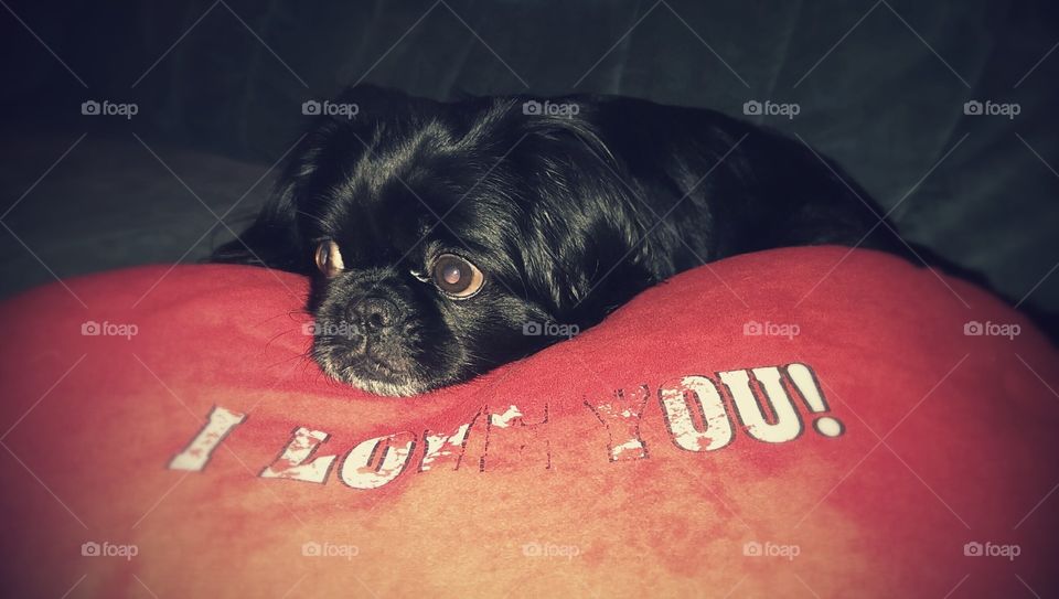little peace of dog :). Niggo says: "I love you"