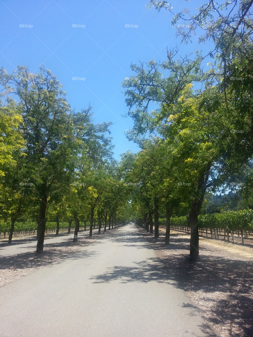 tree corridor