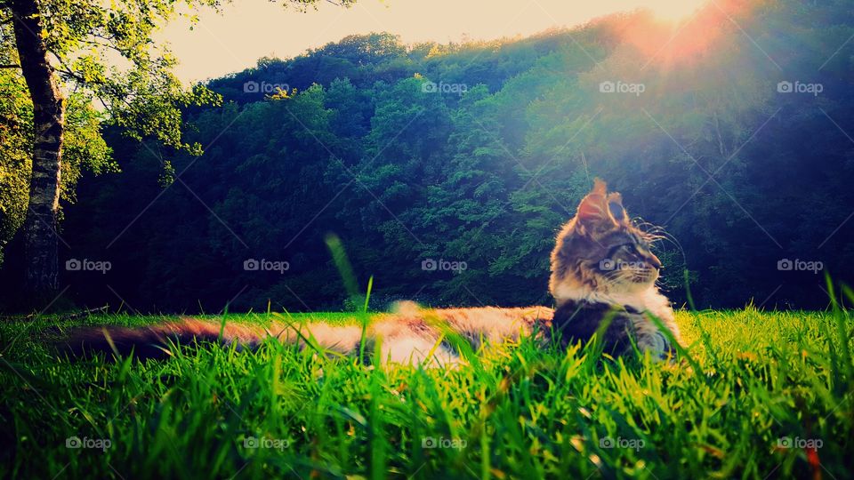 My beautiful Maine Coon cat Hannibal in the summer
