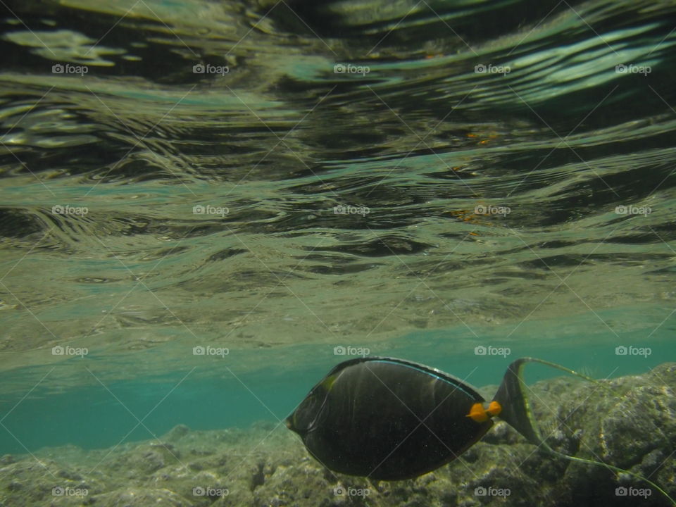 Fish and coral at Hanauma Bay. 