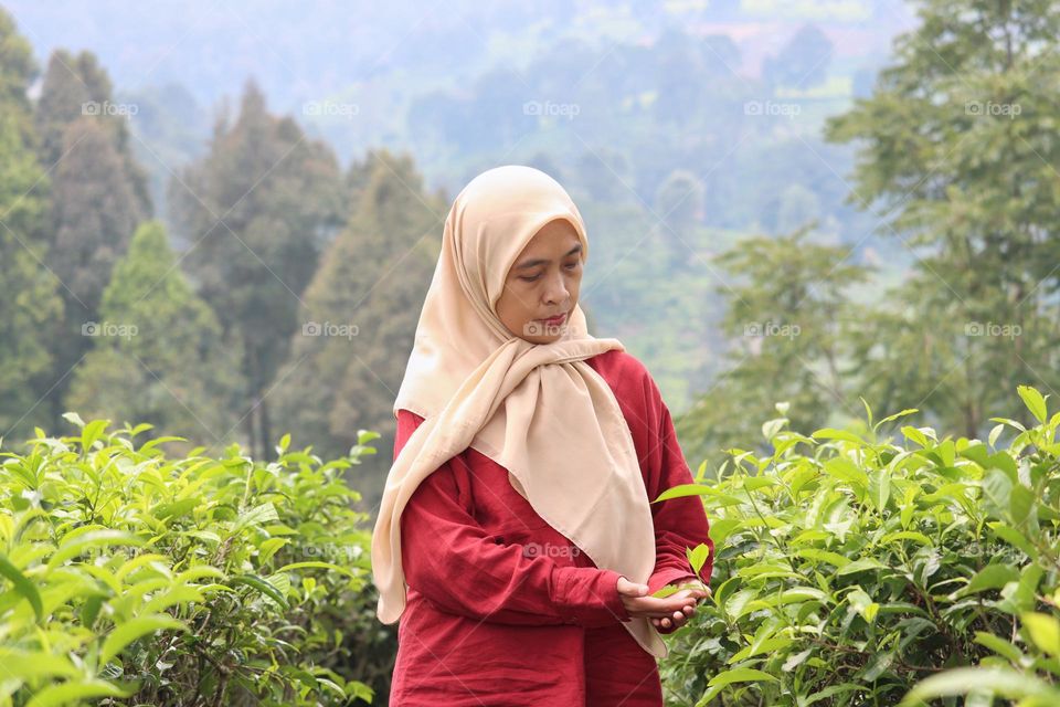 morning in tea plantation