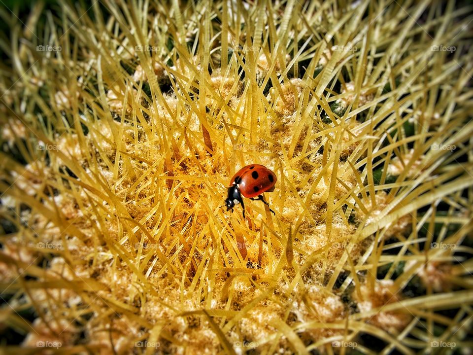 Ladybird on cactus