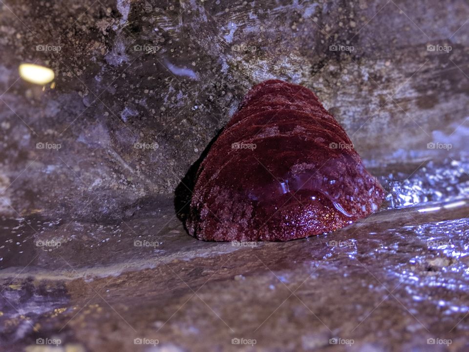 Small Sea Cucumber