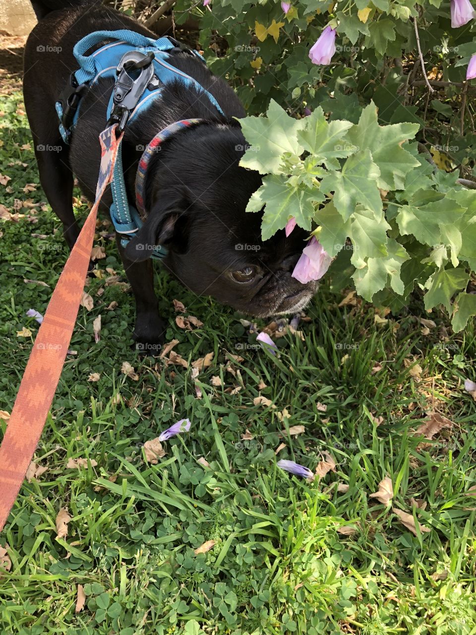 Leashed pug smelling flowers 