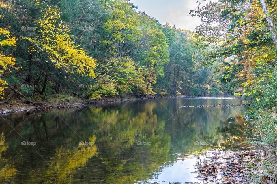 Fall, Wood, Nature, Landscape, Leaf
