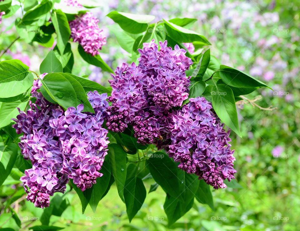 lilac tree blossom