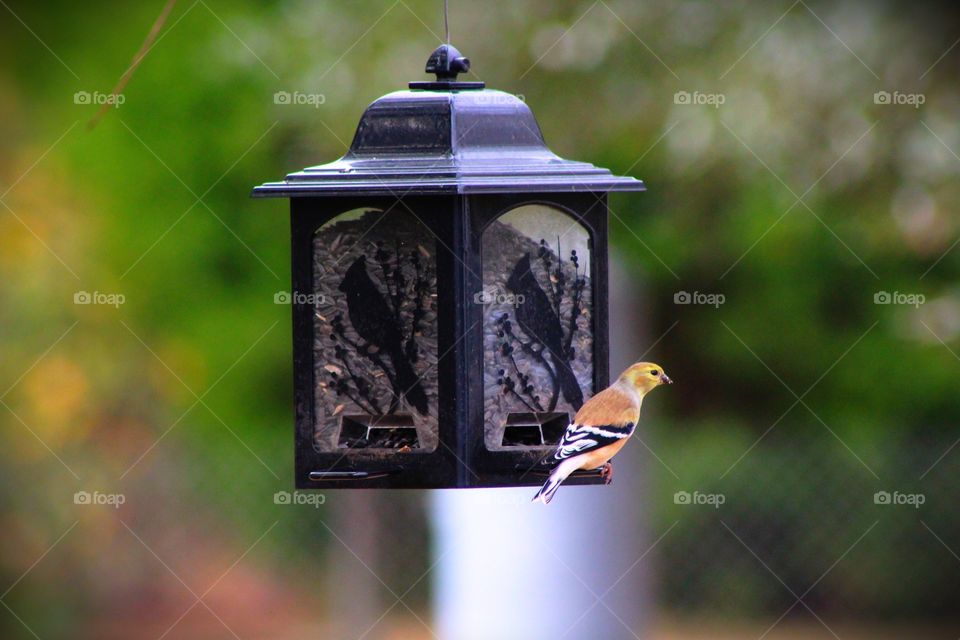 Small bird eating at the bird feeder