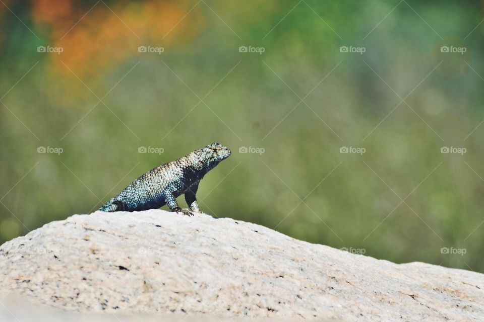 Lizard