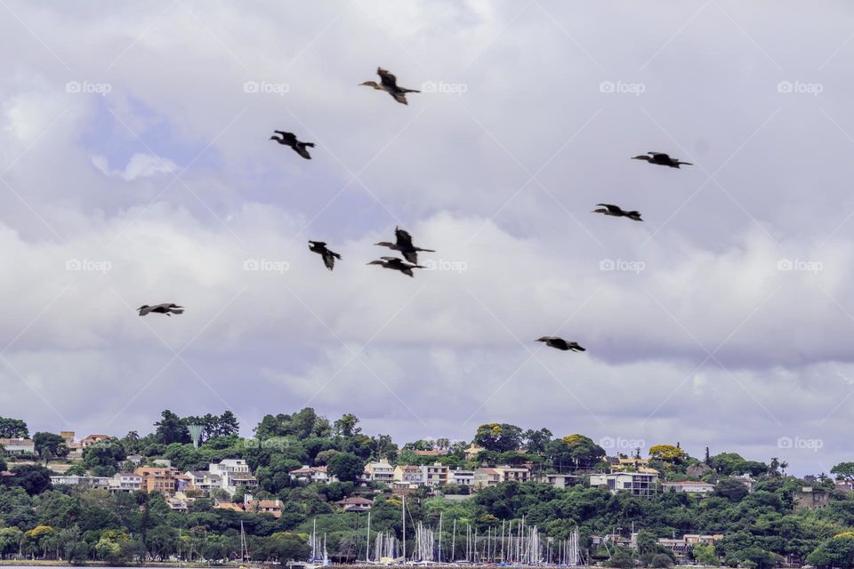 A breathtaking scene, depicting a flock of birds in flight, hovering majestically over a picturesque coastal city, with lush vegetation. The scenery presents houses among trees, with the waters of a port dotted with sailboats.