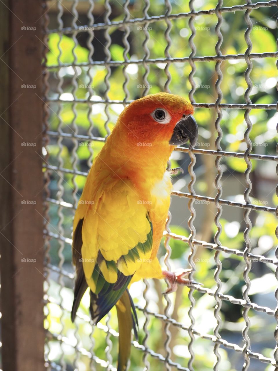 My sun conure parrot 