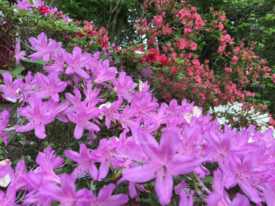 Azalea depth of field 