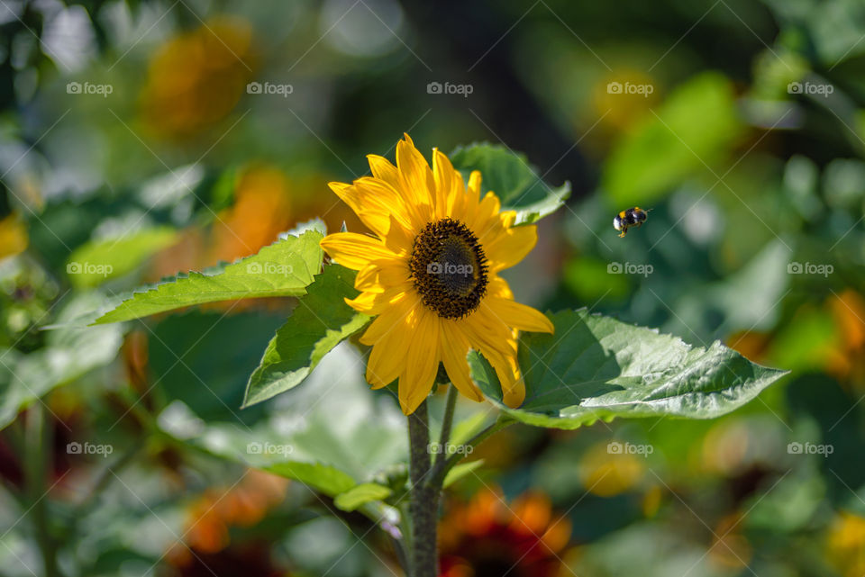 sunflowers bees and bumblebees