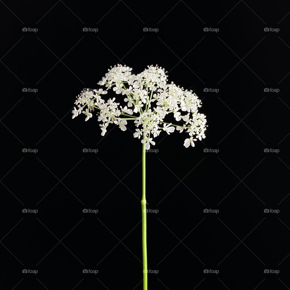 Beautiful plant in black background 