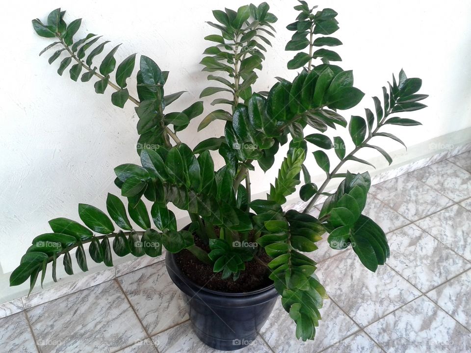 plant in house