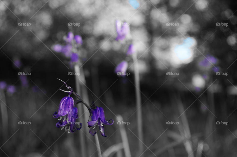 bluebell . playing with filters in a field of bluebells
