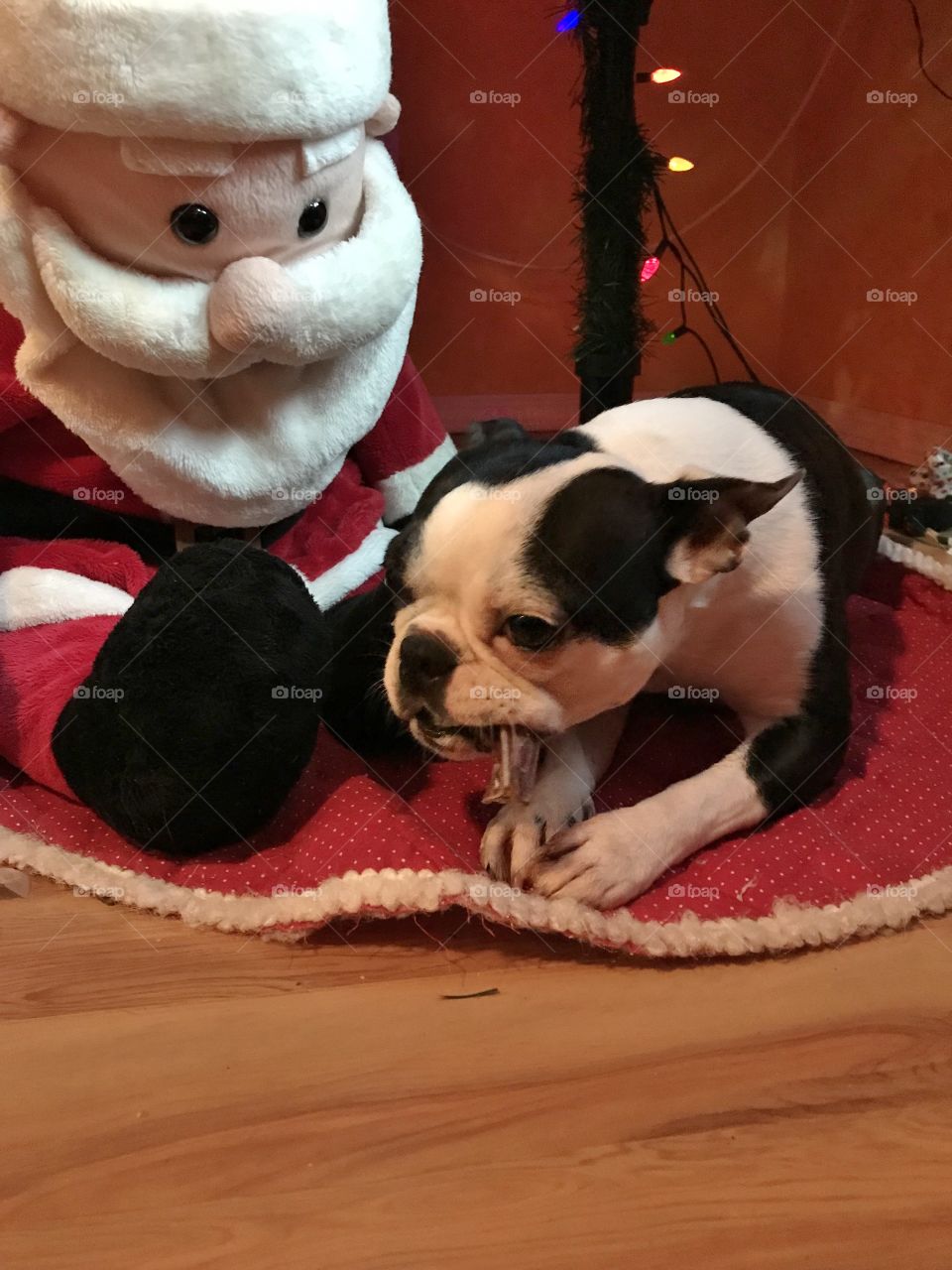 A closeup of Santa watching my Boston Terrier enjoying one of her Christmas treats while relaxing under the Christmas tree. 