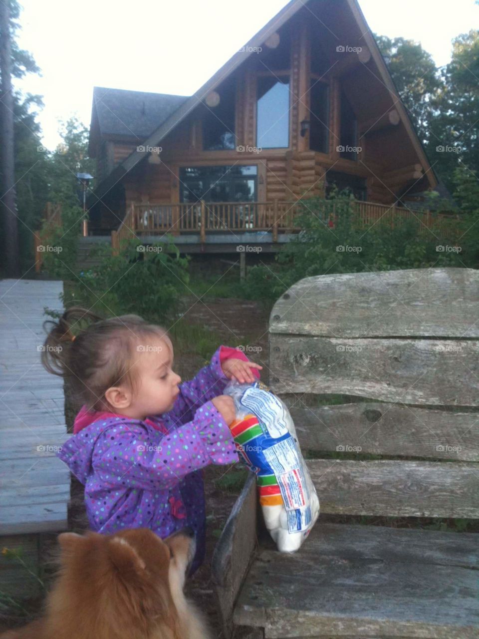 Log Cabin Fun. Little girl swiping marshmallows in front of a beautiful log cabin while a Pomeranian dog looks on.  