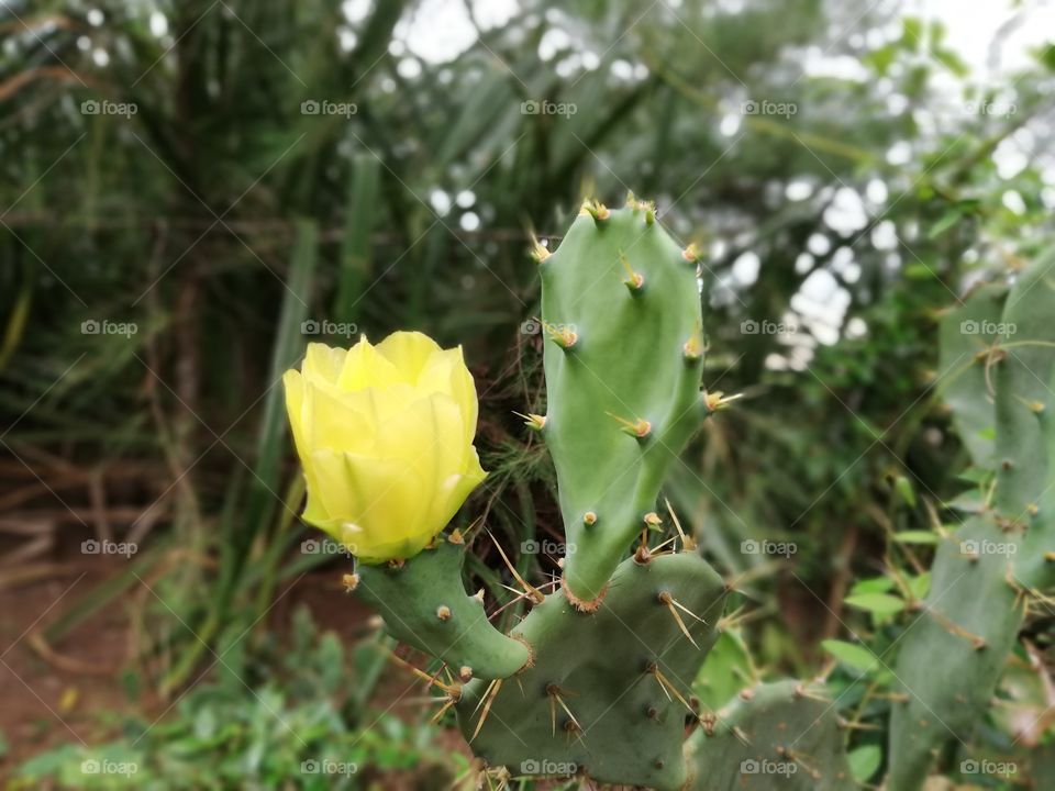 cactus in bloom on Love path