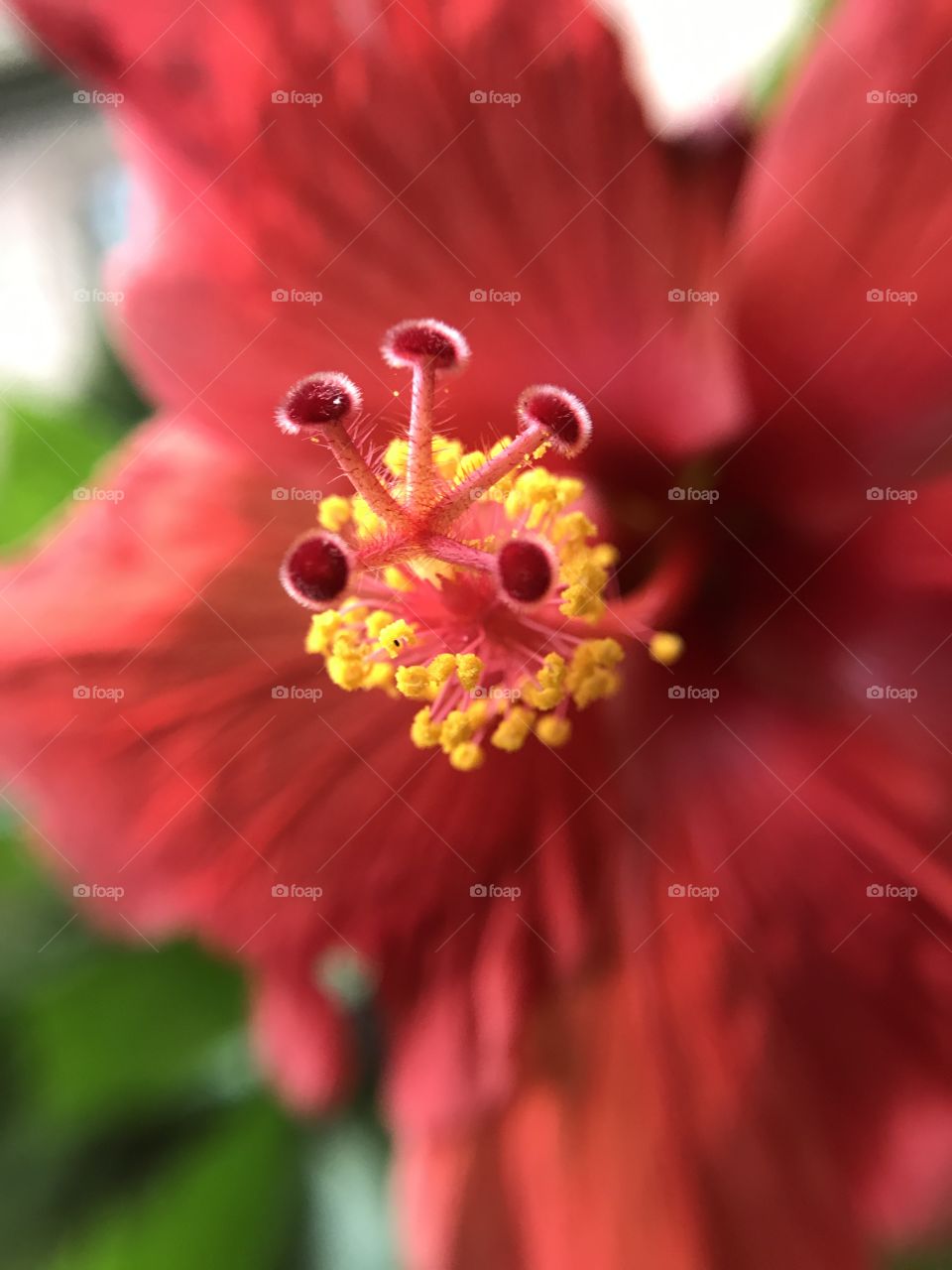 Hibiscus pistil 