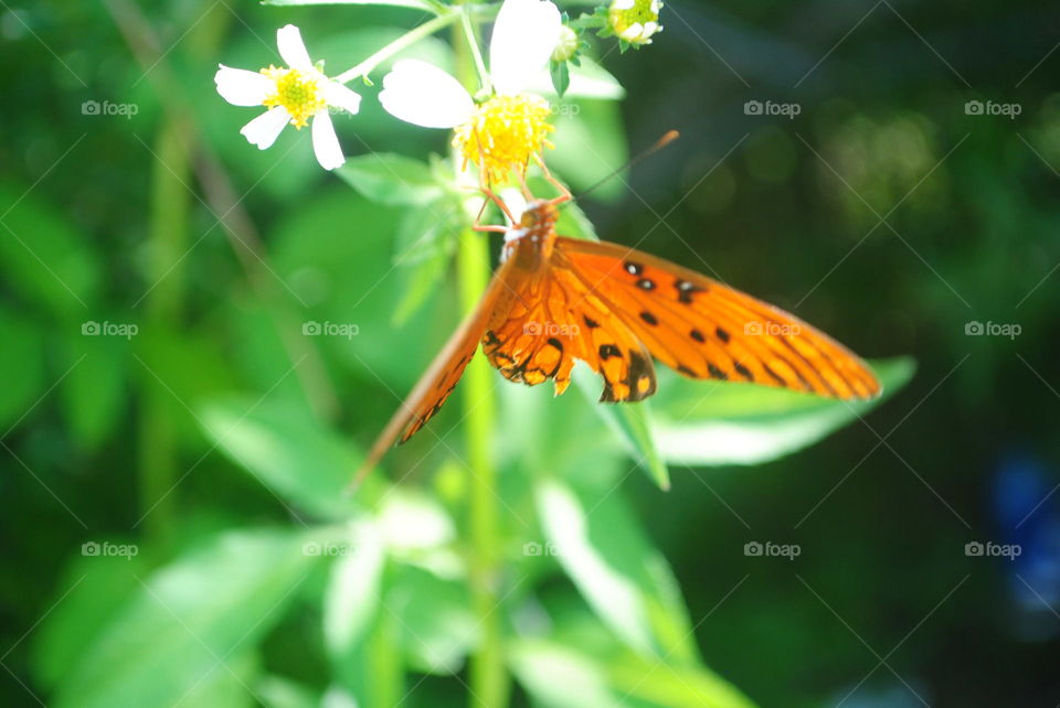 A beautiful butterfly and flower in the nature