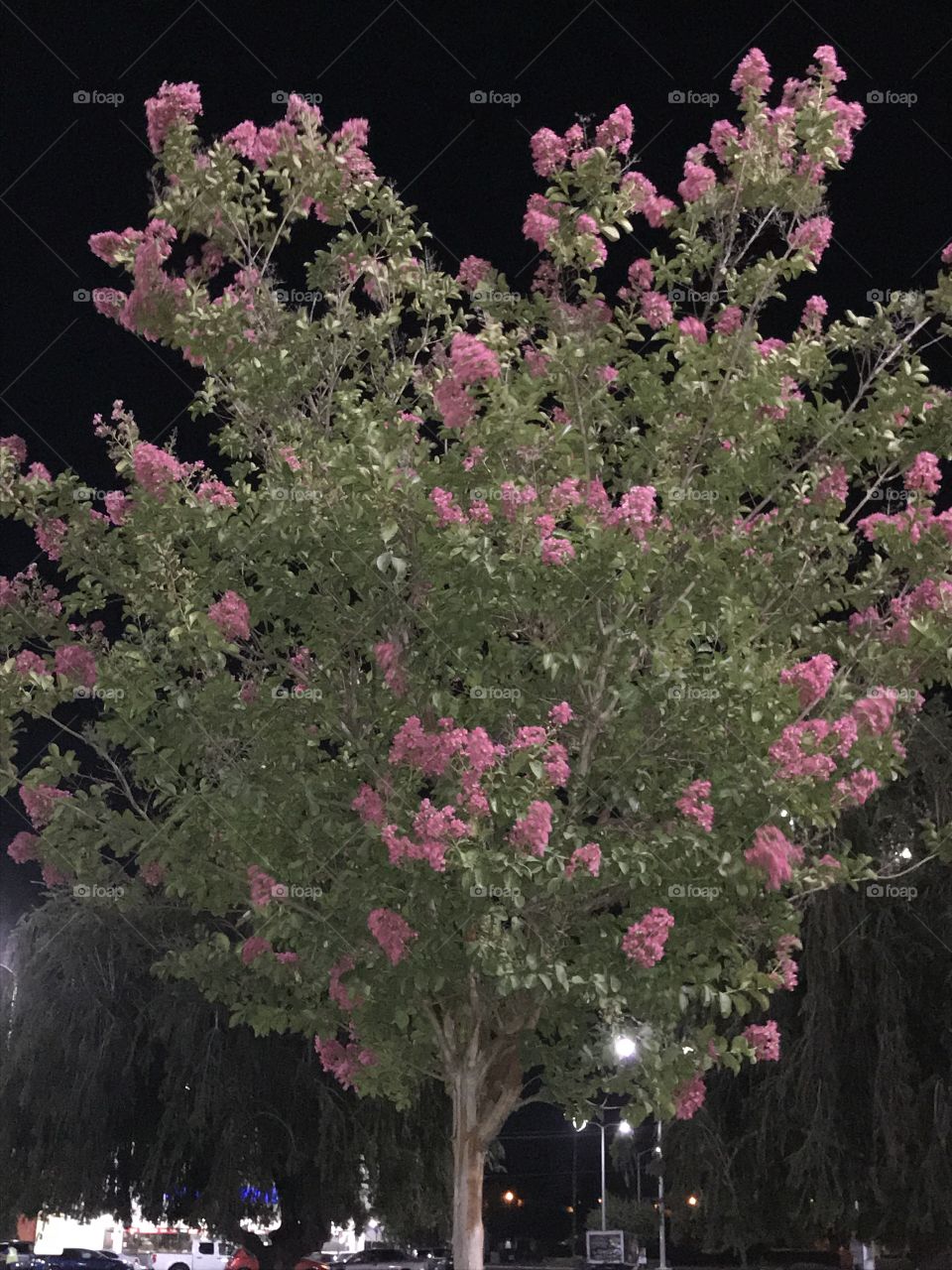 Nighttime Beauty. This little tree is definitely a sight for sore eyes with its noticeable pinkish blossoms standing out from the green leafs.