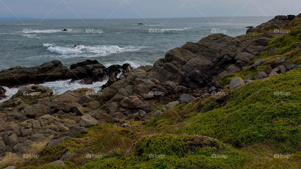 Waves crashing on rocks, some covered by tiny pink iceplants