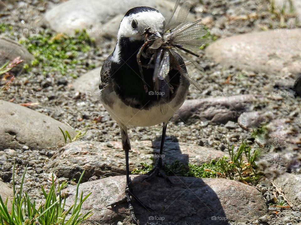 Wagtail collectung insects