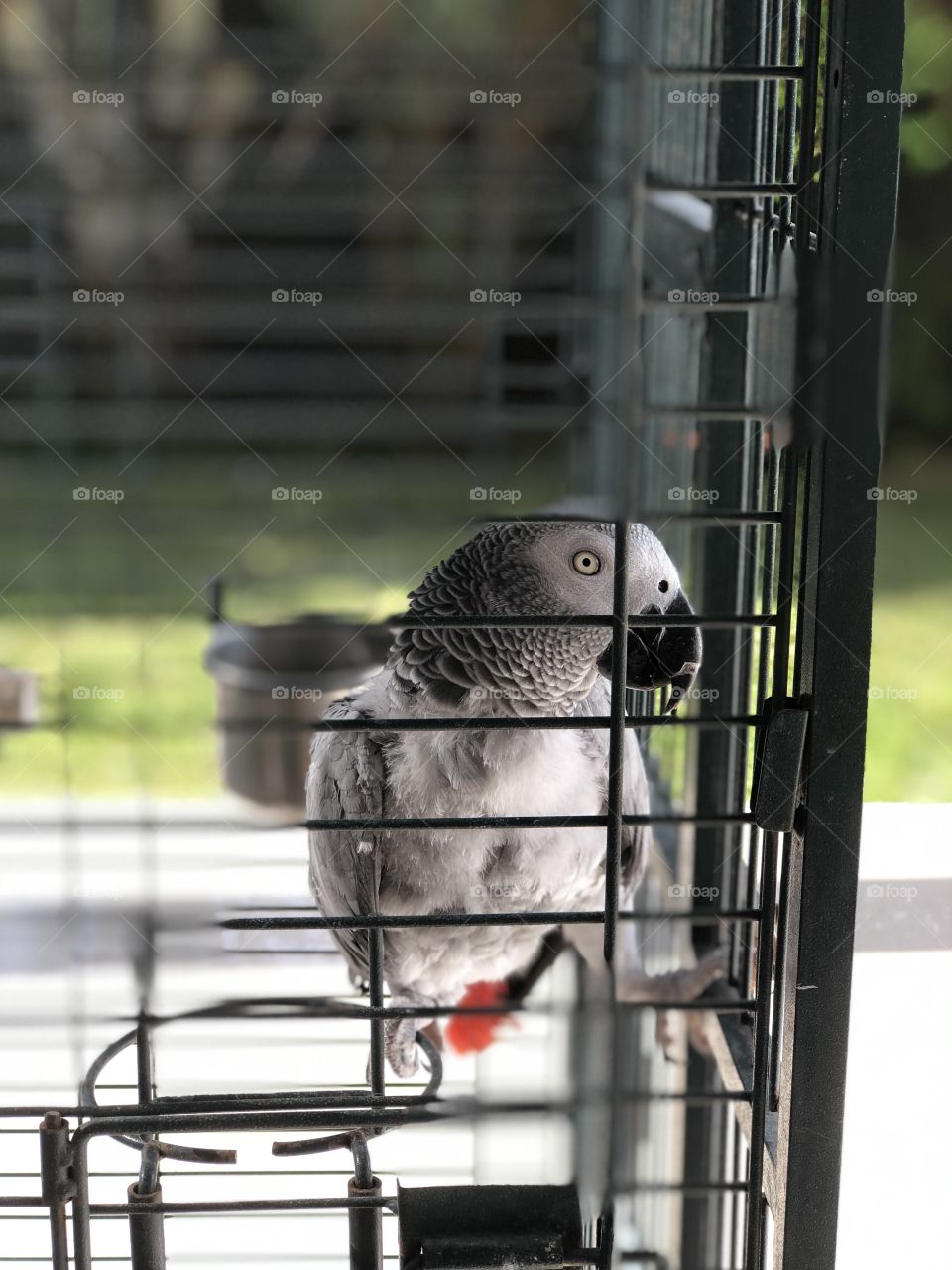 Sebastian the parrot ♥️