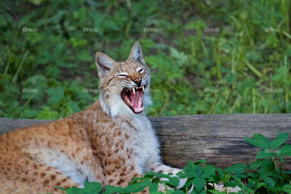 Lynx